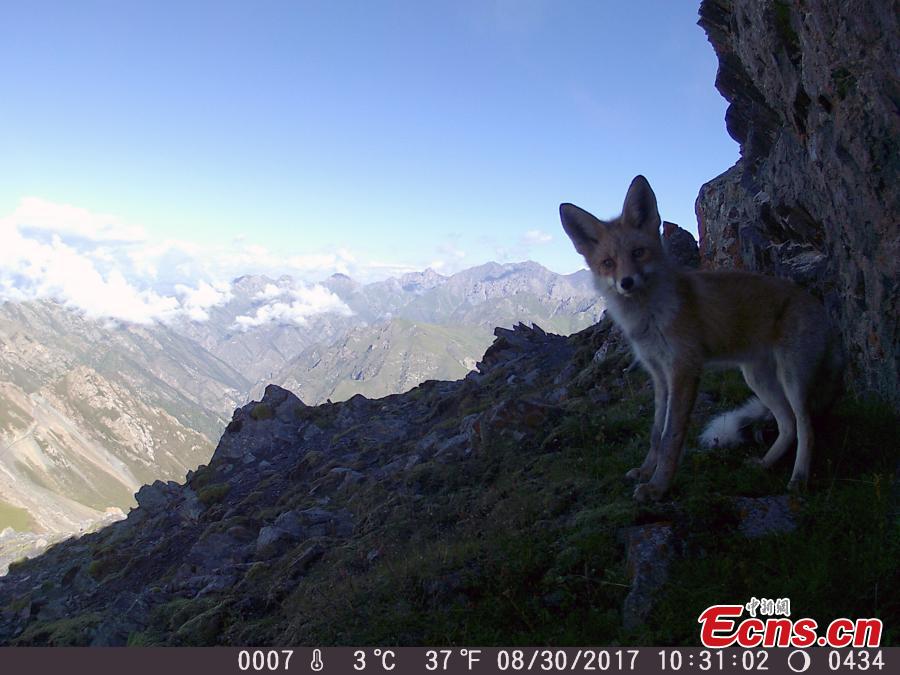 Nature reserve releases photos of wild animals(1/9)