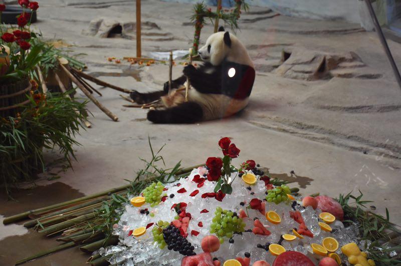 The giant panda Sijia celebrated its 12th birthday with more than 2,000 fans from all around the country at the Yabuli ski resort in Northeast China\'s Heilongjiang Province on Aug. 12, 2018. (Photo provided to chinadaily.com.cn)