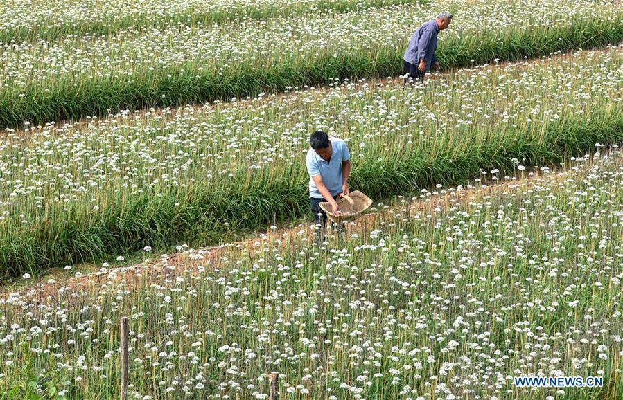 Farmers pick leek flowers in Lucun Town of Zibo City, east China\'s Shandong Province, Sept. 10, 2018. (Xinhua/Zhao Dongshan)