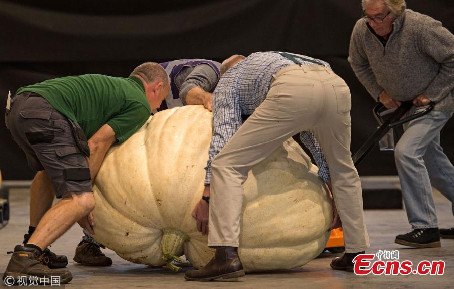 Staff wrestle with a pumpkin to weigh it. (Photo/VCG)