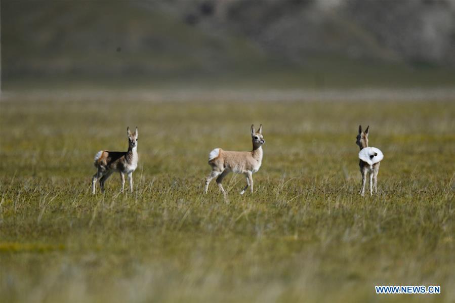 Photo taken on Sept. 8, 2018 shows Tibetan gazelles, a species under second-class national protection, in Ali Prefecture, southwest China\'s Tibet Autonomous Region. Ali Prefecture, with an average altitude of above 4,500 meters and an area of more than 300,000 square kilometers, is located in the western part of the Tibetan region. The Changtang National Natural Reserve here is the habitat of a variety of wild animals. (Xinhua/Purbu Zhaxi)