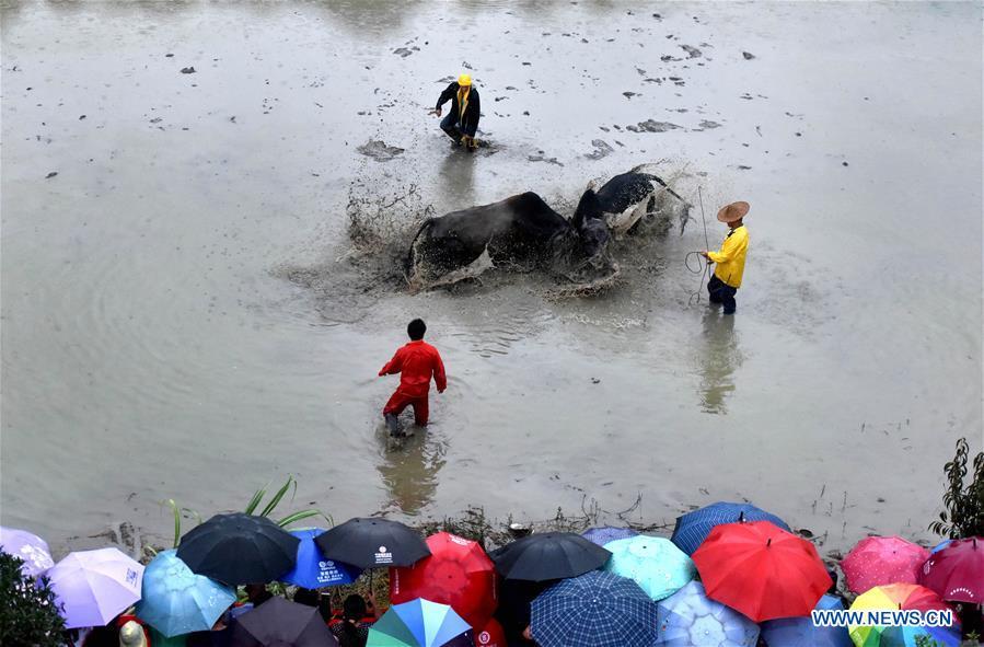 Villagers watch a buffalo fight in Housangyuan Village of Lyutan Township Wuyi County, east China\'s Zhejiang Province, Sept. 23, 2018. People across China hold various activities to celebrate the country\'s first Farmers\' Harvest Festival, which falls on Sept. 23 this year. (Xinhua/Zhang Jiancheng)