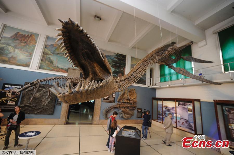 Replica of a 65-million-year-old skeleton of a plesiosaur marine reptile is displayed in the museum hall at the Bernardino Rivadavia Natural Science Museum in Buenos Aires, Argentina, on Dec. 19, 2018. The fossil is found in Cretaceous period rocks submerged in Lake Argentino at the foot of the Andes mountains.The fossil is nine meters long with each fin measuring 1.3 meters. (Photo/Agencies)