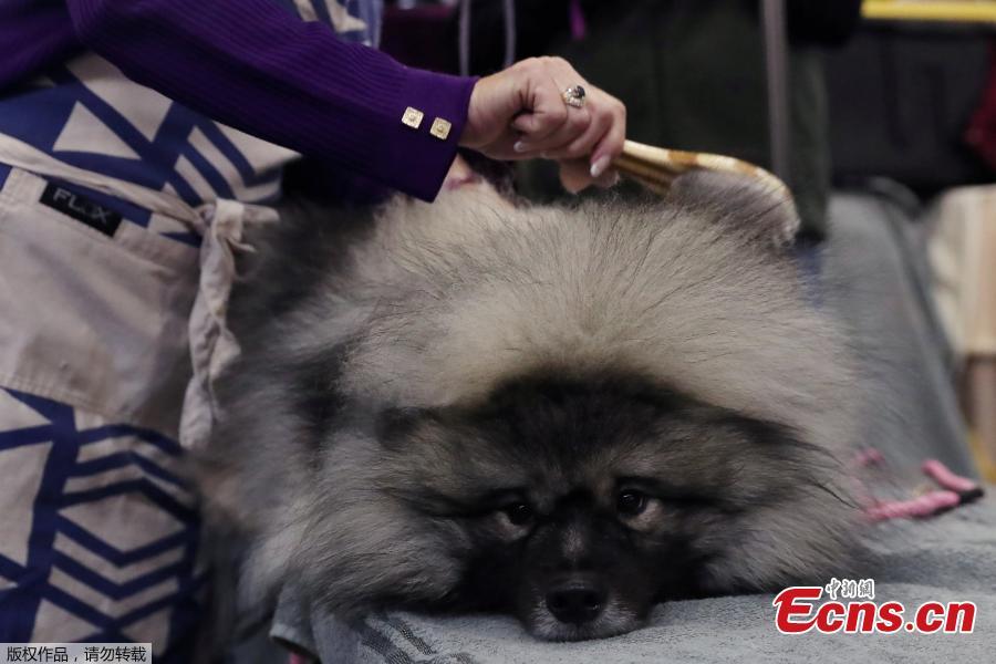 Couvee, a Keeshond breed, is groomed during the 143rd Westminster Kennel Club Dog Show in New York, U.S., Feb. 11, 2019. (Photo/Agencies)